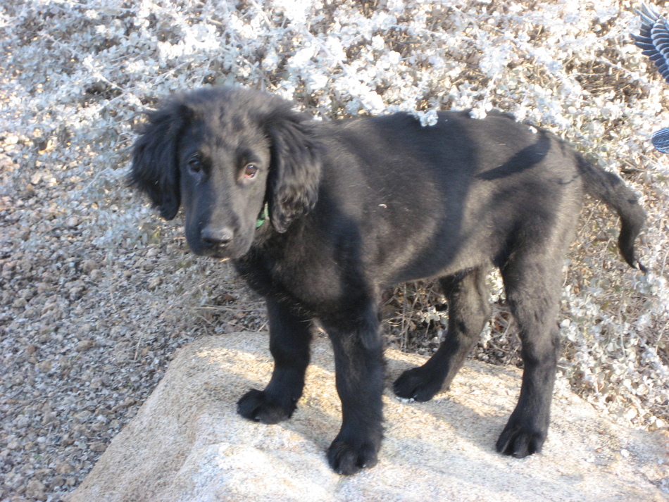 Java in backyard @ 10 weeks