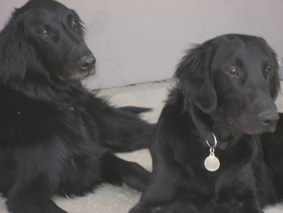 Kona at 8 years, Java at 7 months