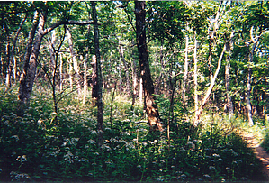 feature photo