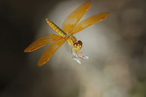 feature photo