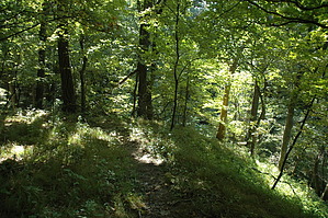feature photo