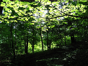feature photo