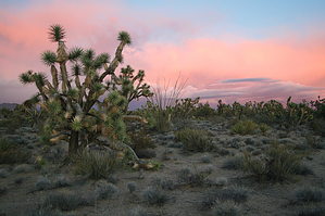 Joshua Forest Scenic Parkway, AZ | HikeArizona
