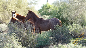 feature photo