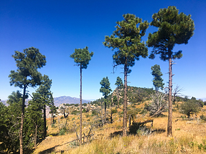 feature photo