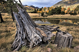 feature photo