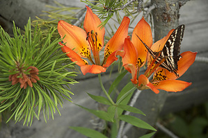 feature photo