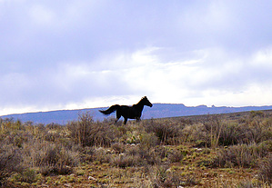 feature photo
