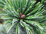 Pinus Aristata raisin flecks