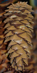 Limberpinecone