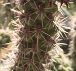 Cane Cholla Close Up  HikeArizonaCOM