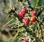 Christmas Cholla Close Up  HikeArizonaCOM