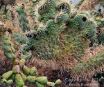 Crested Chain Fruit Cholla Close Up  2018 Kevin Buettner