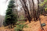 photo thumbnail #3