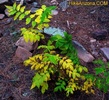 photo thumbnail #15