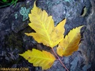 Featured Detail Photo