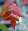 photo of comment