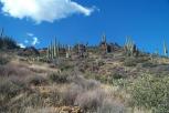 photo thumbnail #12