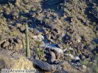 photo thumbnail #14