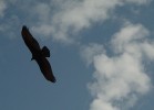photo thumbnail #14