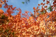 photo thumbnail #4