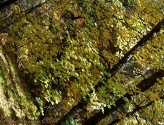 photo thumbnail #12
