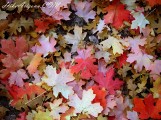 photo thumbnail #13