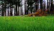 photo thumbnail #1