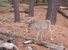 photo thumbnail #7