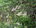 photo thumbnail #11