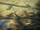 photo thumbnail #15