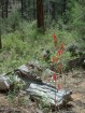photo thumbnail #3