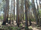 photo thumbnail #12
