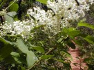 photo thumbnail #11