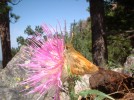 photo thumbnail #2