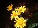 photo thumbnail #3