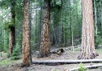 photo thumbnail #10