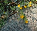 photo thumbnail #15