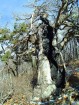 photo thumbnail #8