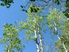 photo thumbnail #9