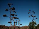 photo thumbnail #12