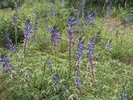 photo thumbnail #15