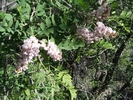 photo thumbnail #12