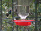 photo thumbnail #4
