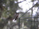 photo thumbnail #5