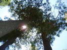 photo of comment