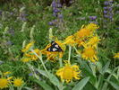 photo thumbnail #6