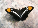 photo thumbnail #5