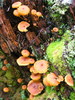 photo thumbnail #8