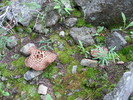 photo of comment